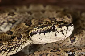 蝰科原矛头蝮属蛇类主要分布在我国，一起来认识有哪些种类图片