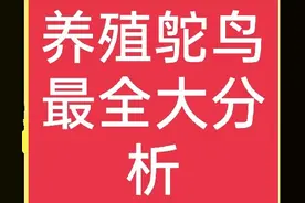 谁说养殖鸵鸟不赚钱？那是方法没用对，这里有养殖鸵鸟全介绍图片