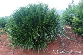 两个不同龙血树品种在日常养护过程中的不同之处图片