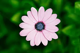 婚后很宠爱老婆的星座，感情也专一，遇到请珍惜图片