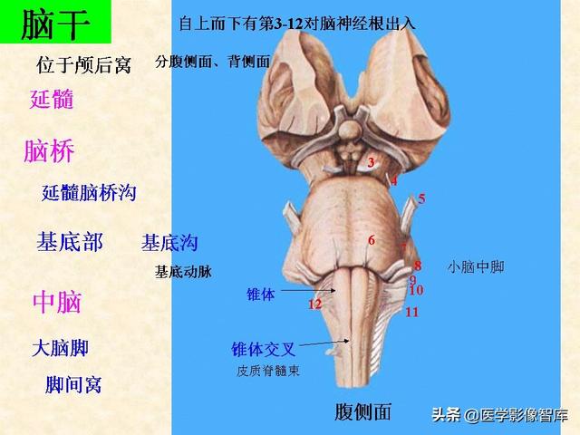 脑干、小脑及间脑解剖