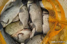 秋末冬初进入“长竿季”，野钓大鲫鱼，没有比这更简单的钓法图片