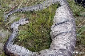 回到侏罗纪，传说中50米的巨蟒，真实存在过吗？图片
