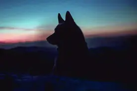 无名诗集——守夜人图片