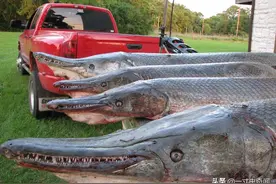 护城河中的鳄雀鳝，日本人无计可施，长达3米，号称淡水鱼的梦魇图片