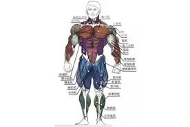 人体肌肉怎么画？人体肌肉画法图片
