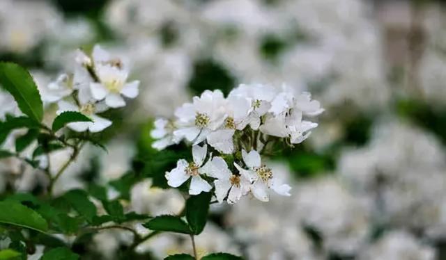 散文：花开荼蘼