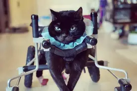 小脑发育不良的猫咪，通过定制轮椅重获新生图片