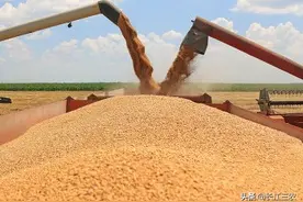 农民为什么不将麦子晒干扬净卖图片