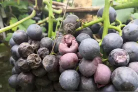 您的葡萄园里有腐烂、流汁液、醋酸味的果穗吗？谨防葡萄酸腐病图片