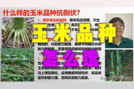 玉米种怎么选？什么品种抗倒伏？「农艺师讲农业」图片