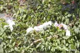 楼下邻居阳台挂了几个奇怪的布偶娃娃，业主：太歹毒！图片