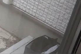 最近经常听到野猫叫声，于是放了一个纸盒，真的钓了两只猫咪图片