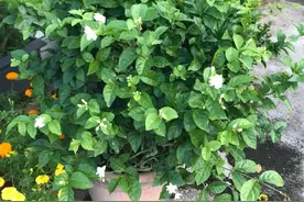 北方地区四季分明，盆栽茉莉花多注意此5点，一年能开花3次图片