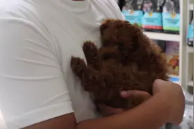 山东：泰迪双目失明，残疾女孩祈求别人收养，网友：还好遇见你们图片