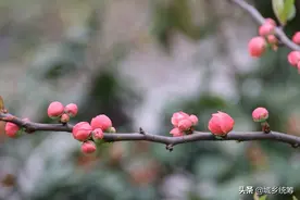 春天里来百花开图片