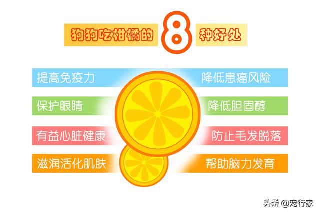 狗能吃柑橘吗？能吃，但喂食方法很重要！一份狗吃柑橘的超详清单