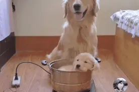 主人给金毛找了“媳妇”，它有点不相信，狗：告别大龄剩男图片