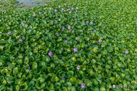 水葫芦入侵我国19个省，它的弱点很搞笑，只用一招就能把它困住图片