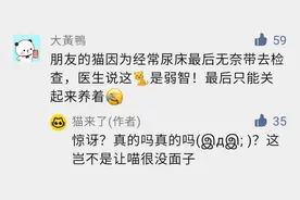猫总尿床被带去医院做检查，兽医：这猫是弱智...图片