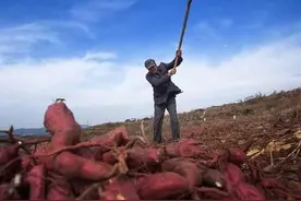 霜降至，农民栽种的地瓜何时采收好？怎样储存才能保鲜呢图片