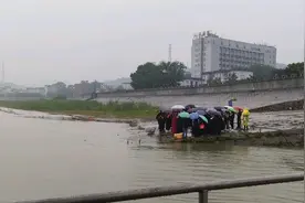 长江水面出现大量乌龟，许多被船桨打碎，路人：至少放生了上千只图片