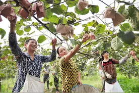 全国哪的猕猴桃最好吃？认准这5个猕猴桃产地，看看有你家乡吗？图片