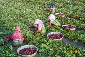 一家8口病死6人！入侵人体的最大吸虫，曾肆虐中国南方各省图片