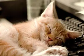 探索奥秘：猫的这些肢体语言，你都知道吗？快来学学图片