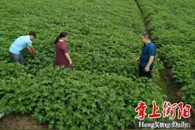 贫困户种下“红桃K”，脱贫闪“金”光图片