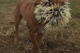 狮子都不敢轻易招惹的豪猪，到底有多可怕？图片