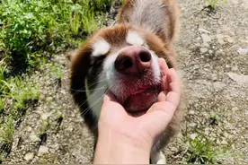 网红狗狗“可乐”忽然离世，粉丝要求克隆复活，能行吗？图片