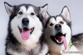 教你用最直接的方式区别哈士奇和阿拉斯加，一般人我都不告诉图片