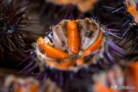 海胆做法收集全了，海胆的16种家常做法，好吃又好做图片