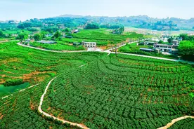 ​宜宾市2020年11个乡村振兴示范区这样建图片