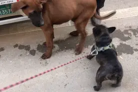 河南：大爷牵狗逛狗市，有人出价一万也不卖，大爷：陪我度余生图片