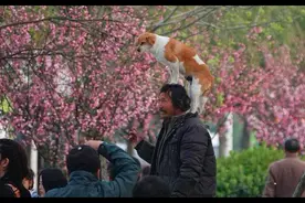 流浪汉意外去世后，6只流浪狗忠诚守在他行李旁，谁也不让靠近图片