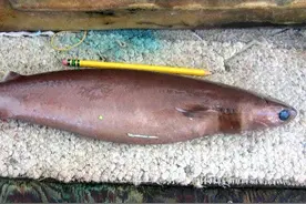 能生吃虎鲸和大白鲨，咬破美军潜艇，它们是来自深海的恐怖动物图片