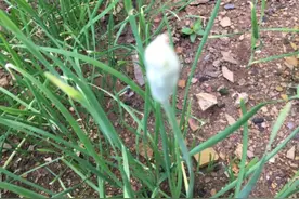 韭菜花酱好吃又耐储存，你知道韭菜花的采收期和制作方法吗？图片