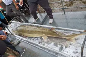 “黑龙江的危机”达氏鳇濒临灭绝，放流成了俄罗斯的“嫁衣”？图片