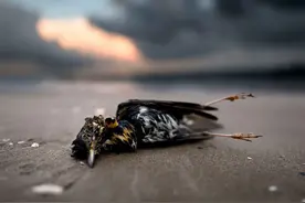 我要死了吗，死亡是什么？动物在被杀前能否明白自己的处境？图片