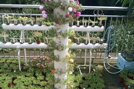 他养太阳花，用1根PVC管做“花柱子”，养半年就出效果了图片