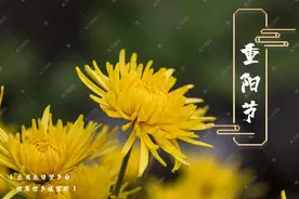 重阳节素材丨年年逢重阳，岁岁皆平安图片