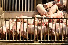 惨痛的教训：养蝎子、养猪 把我赔得裤子都提不起来图片