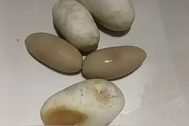 宠物蛇下了5个蛋，主人拿锅煎来吃，几分钟后却下不了口了图片