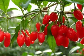 宁夏之宝（枸杞子）图片