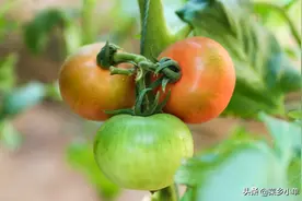 你知道什么是草莓西红柿吗？图片