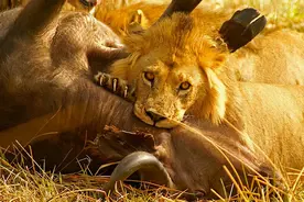 为什么狮子最爱吃内脏？排泄物也不怕，营养好吸收图片