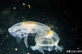 也许水母真的是自然界中真正的霸主图片