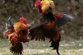 出壳就开打的鸡界战斗鸡，如今却濒临灭绝！图片